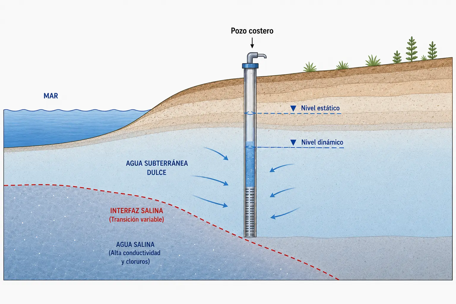 Corte hidrogeológico de un pozo costero con nivel estático, nivel dinámico, agua dulce e interfaz salina